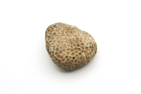 Koraal