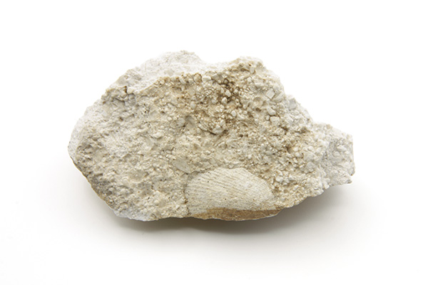 Tweekleppige