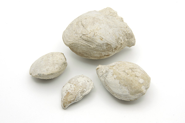 Brachiopode