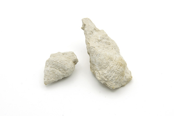 Gastropode