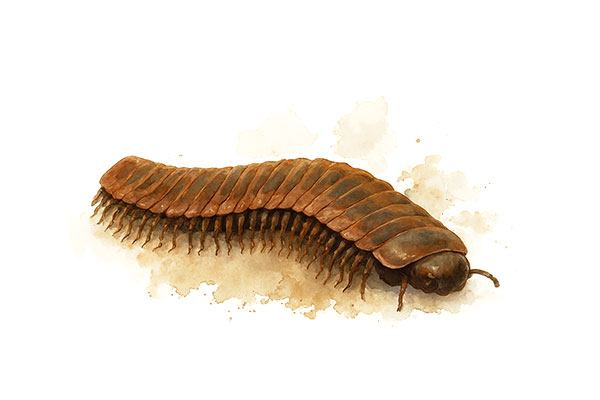 Carboniferous