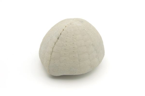 Søpindsvin
