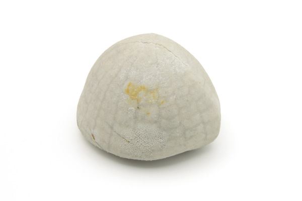 Søpindsvin