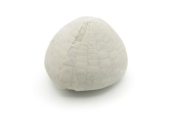 Søpindsvin