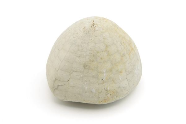 Søpindsvin