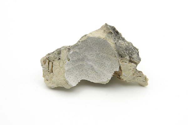 Krabbe