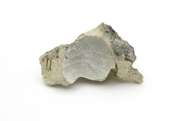Crab