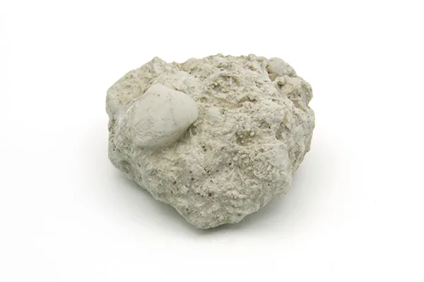 Bivalve