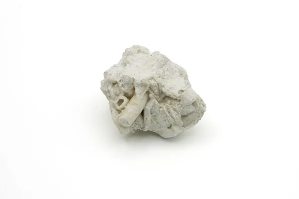 Crinoid