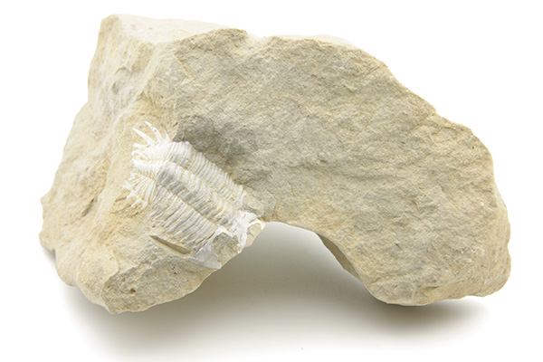 Trilobit