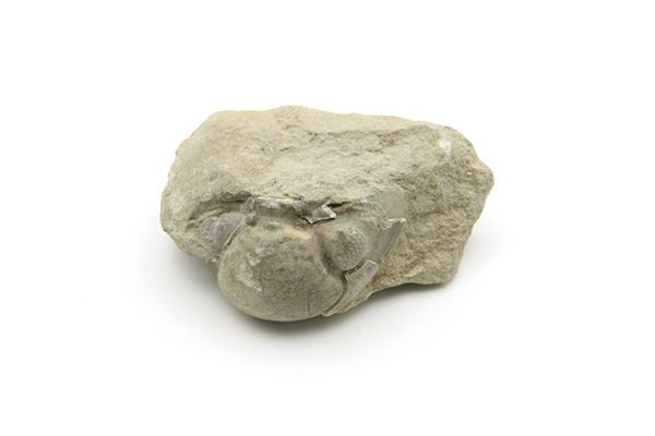 Trilobit