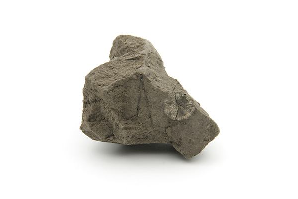 Mosdyr