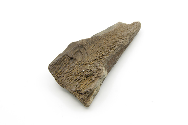 Knogle