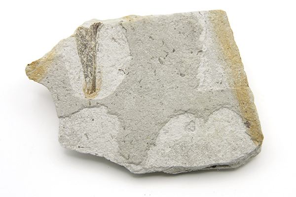 Versteend hout