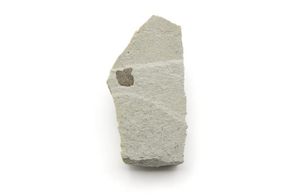 Visschub