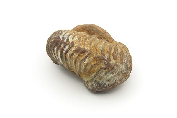 Ammonite