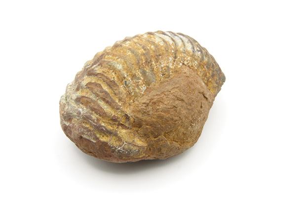 Ammonite
