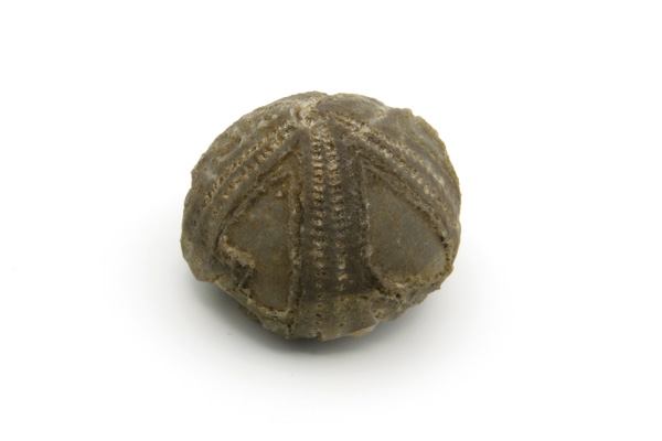 Søpindsvin