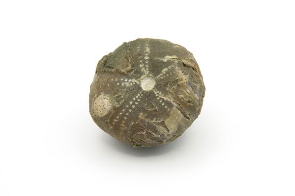 Søpindsvin