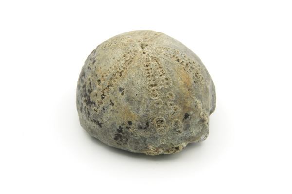 Søpindsvin