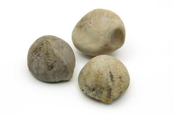Søpindsvin