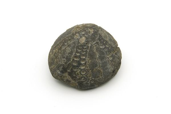 Søpindsvin