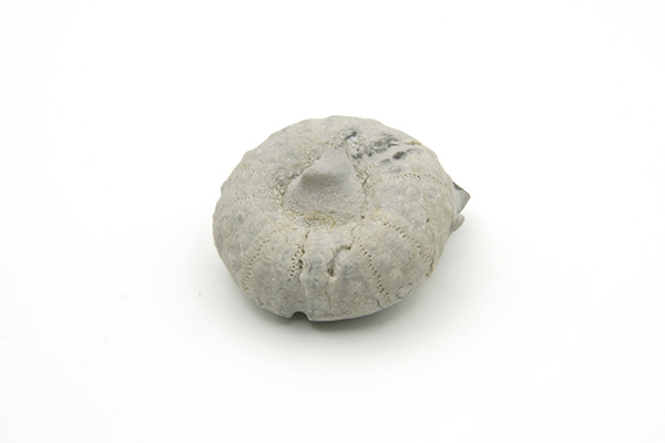 Søpindsvin