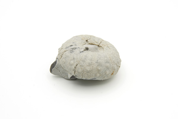 Søpindsvin