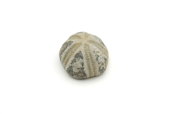 Søpindsvin