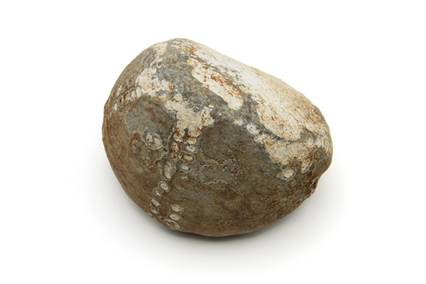 Søpindsvin