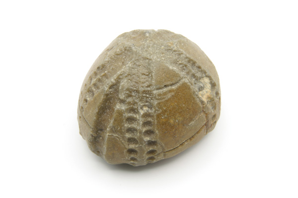 Søpindsvin