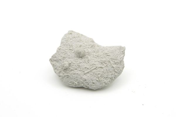 Søpindsvinepig