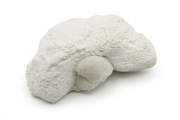 Armfødder
