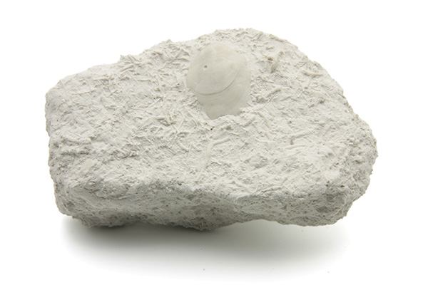 Armfødder